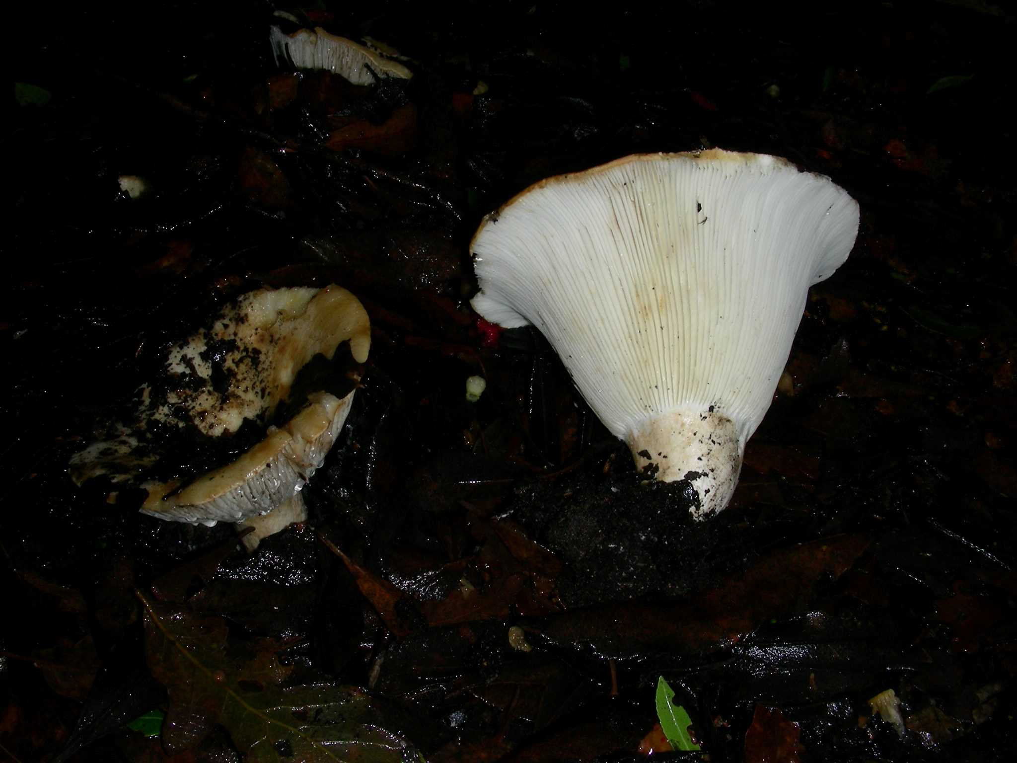 1863 Dicembre vecchio ritrovamento